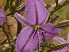 Thysanotus manglesianus