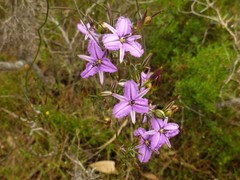 Thysanotus manglesianus