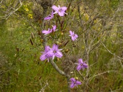 Thysanotus manglesianus