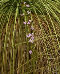 Thysanotus manglesianus