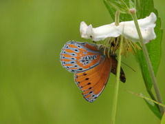 Euryphura concordia