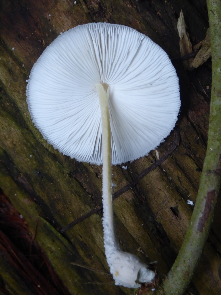 Leucocoprinus cretaceus · March 2024 · photo: © drtimk (iNaturalist, cc0)