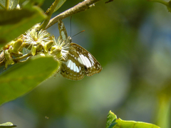 Euptera elabontas
