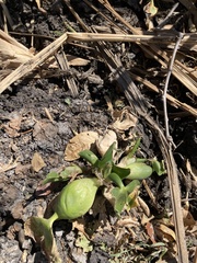 Eichhornia crassipes image