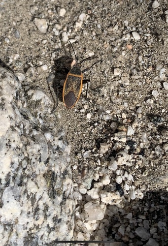 iNaturalist observation photo of California Bordered Plant Bug