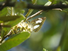 Euptera elabontas