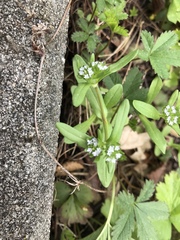 Valerianella locusta