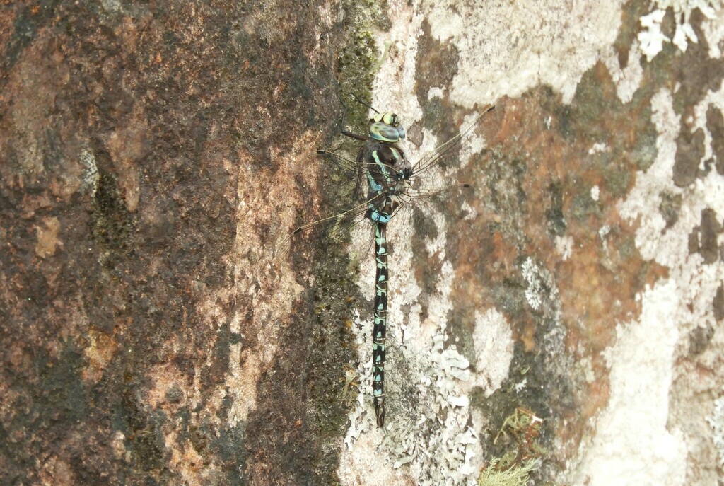 Rhionaeschna eduardoi