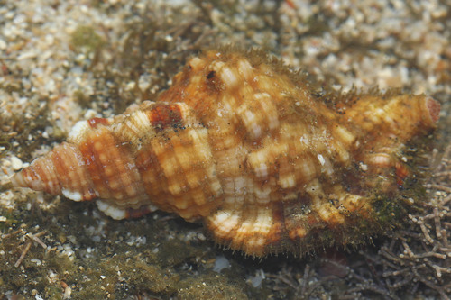 Monoplex aquatilis