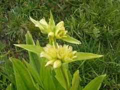 Gentiana