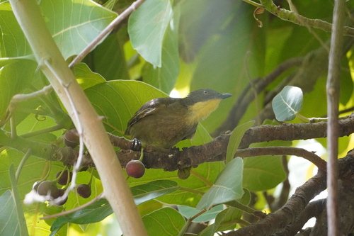 Yellow-gorgeted Greenbul (Atimastillas flavicollis), photo 3