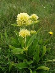 Gentiana