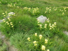 Gentiana