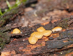 Trichoderma nothescens