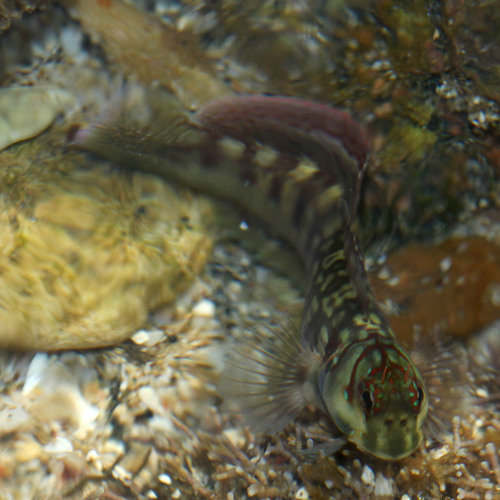Blenniella interrupta
