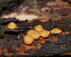Trichoderma nothescens