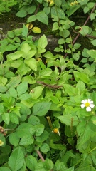 Takydromus formosanus