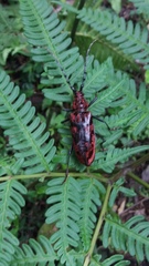 Hemadius oenochrous