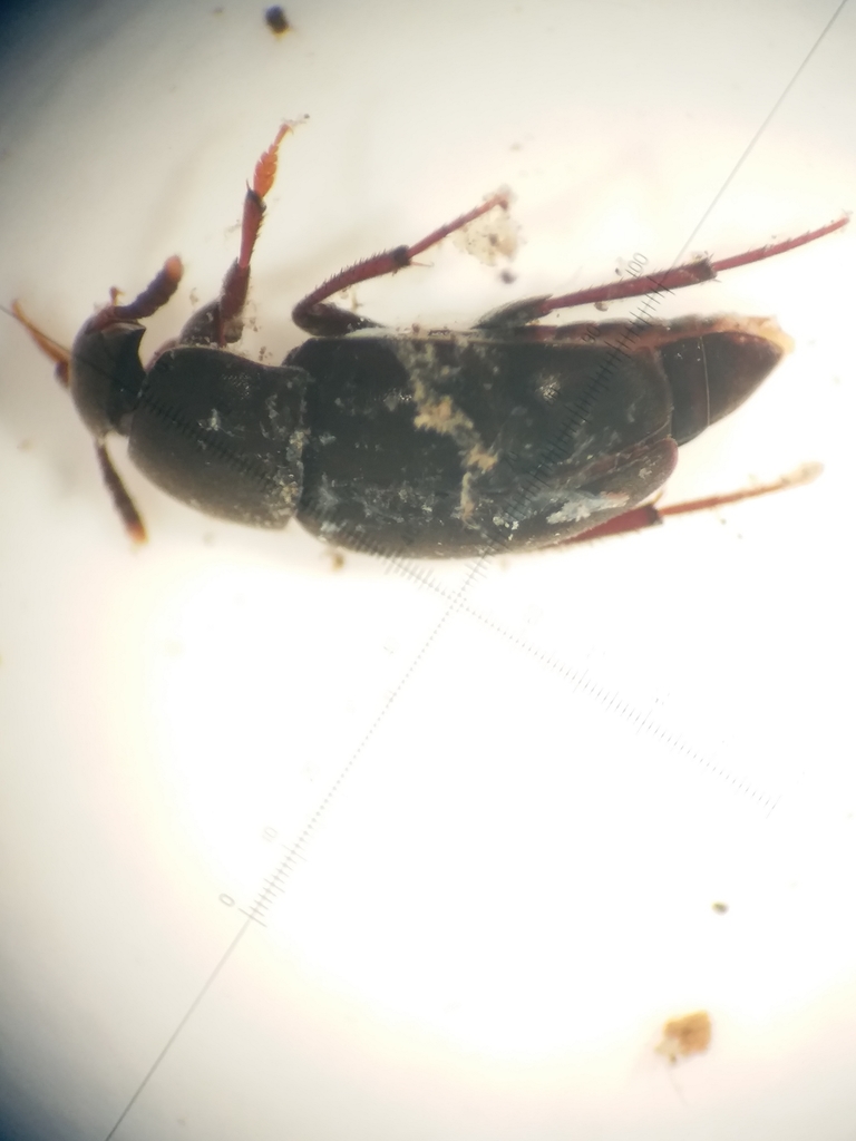 Ptomaphagus varicornis
