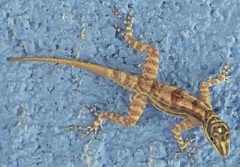 Anolis lucius
