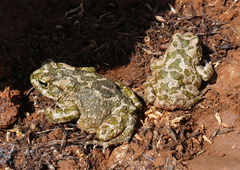 Bufotes cypriensis