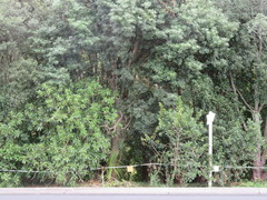 Melicytus ramiflorus ramiflorus