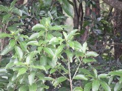 Melicytus ramiflorus ramiflorus