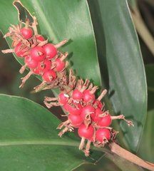Alpinia stachyodes
