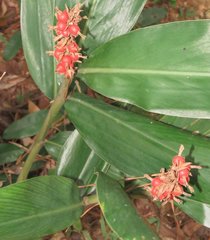 Alpinia stachyodes