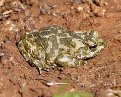 Bufotes cypriensis
