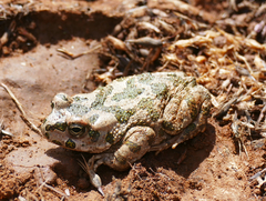 Bufotes cypriensis