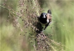 Spermestes cucullata scutata
