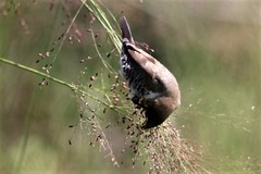 Spermestes cucullata scutata