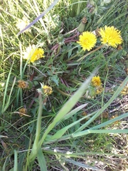 Taraxacum officinale