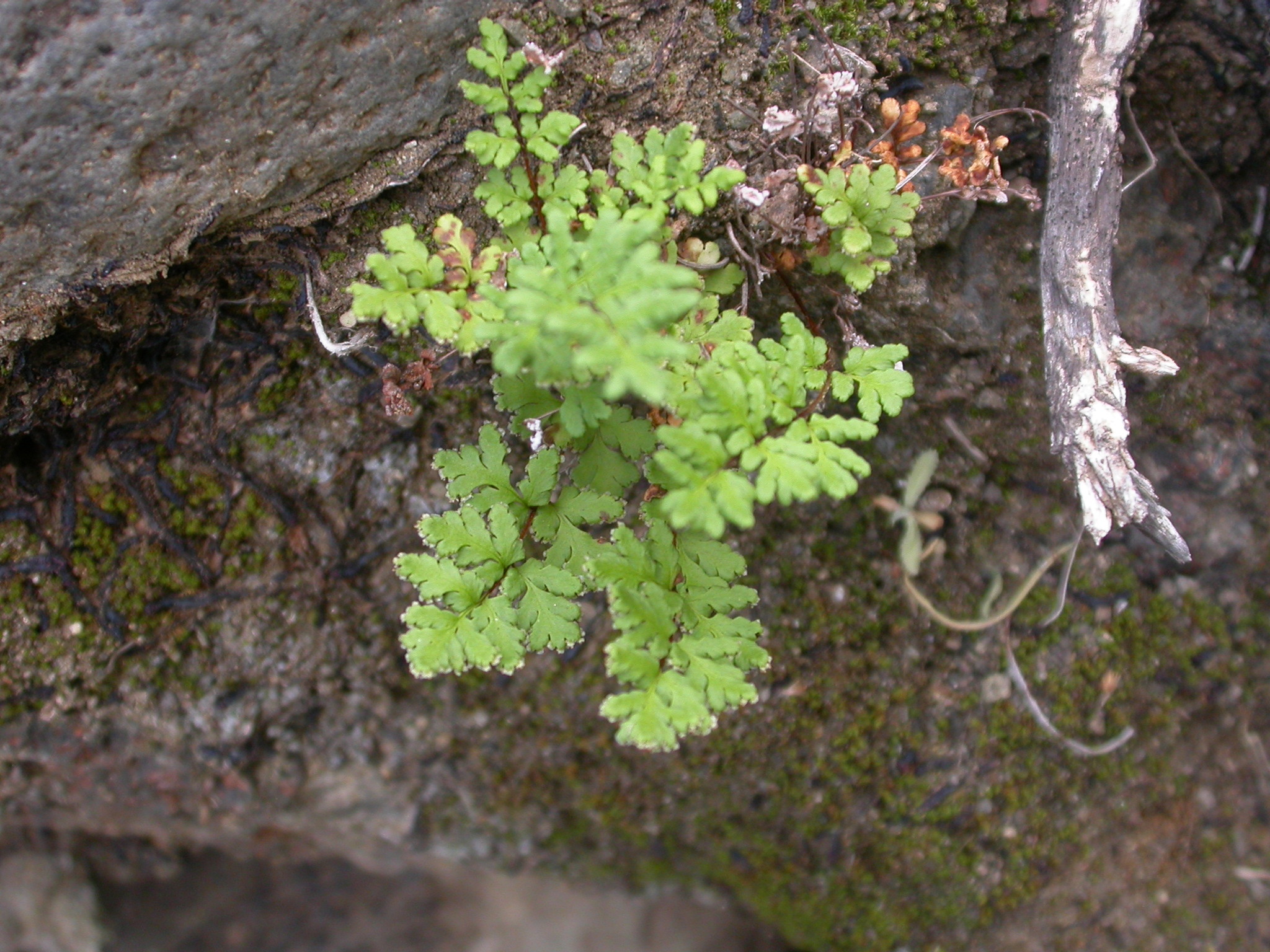 Oeosporangium pteridioides