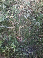 Capsella bursa-pastoris