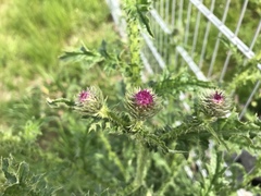 Carduus crispus