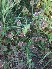Lamium purpureum