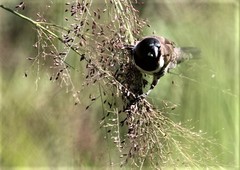 Spermestes cucullata scutata