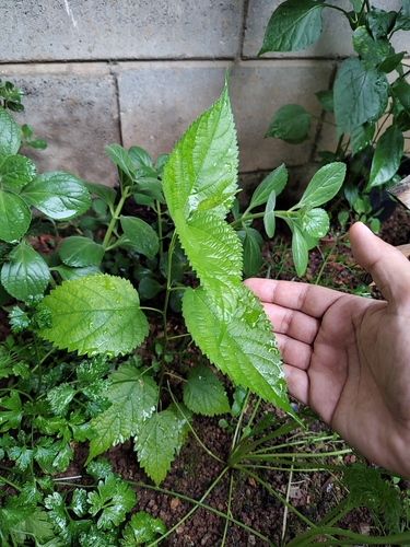 Foto de Amora-preta