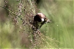 Spermestes cucullata scutata