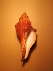 Hemifusus
