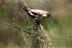 Spermestes cucullata scutata
