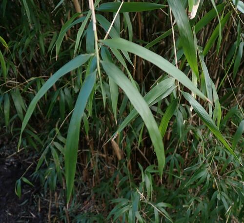 Yushania anceps, photograph 4