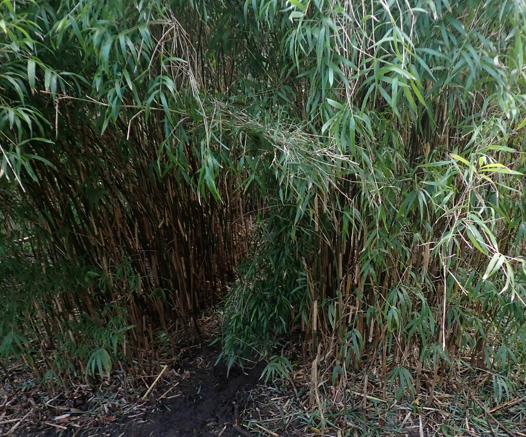 Yushania anceps; photograph (c) Jon Mortin, some rights reserved (CC BY)