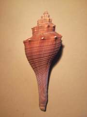 Brunneifusus ternatanus