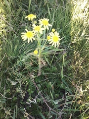Senecio vernalis