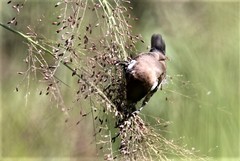 Spermestes cucullata scutata