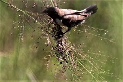 Spermestes cucullata scutata