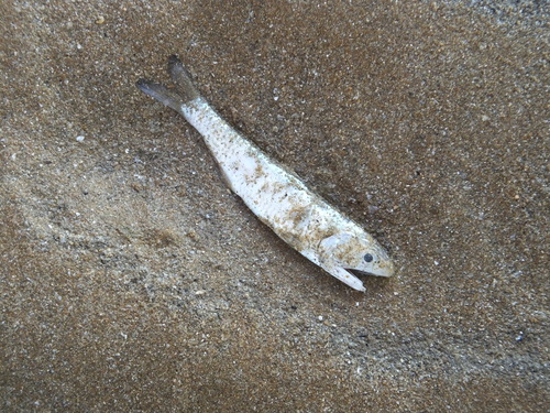 Chefoo thryssa (Thryssa chefuensis) — Engraulidae — 4